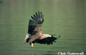 White-tailed Sea Eagle (Grey Sea Eagle or White-tailed Eagle)